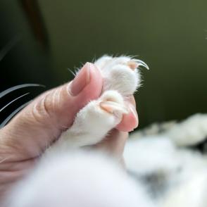 Cách chăm sóc móng chân mèo