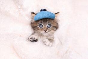 Cảm cúm cảm lạnh ở mèo: Triệu chứng và điều trị