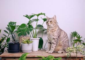 Cây độc đối với mèo - 12 loại cây vườn độc