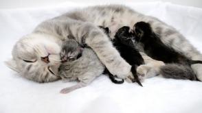 Chăm sóc mèo mẹ và mèo con mới sinh: Những điều quan trọng!