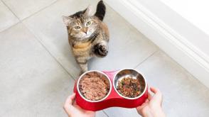 Lời khuyên về chăm sóc và chế độ ăn cho mèo mang thai