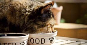 Có nên cho mèo ăn thức ăn khô không hạt không?