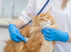 Làm thế nào để chọn bác sĩ thú y cho mèo?