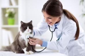 Chuẩn bị cho mèo cho cuộc kiểm tra thú y hàng năm