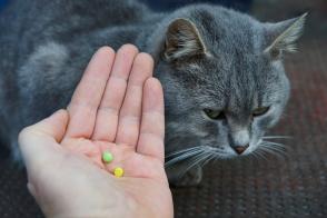 Chứng biếng ăn ở mèo: Triệu chứng và cách điều trị
