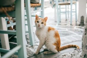Chứng loạn sản xương hông ở mèo: Nguyên nhân và triệu chứng
