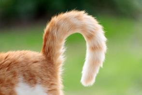 Chuyển động đuôi ở mèo và ý nghĩa của chúng