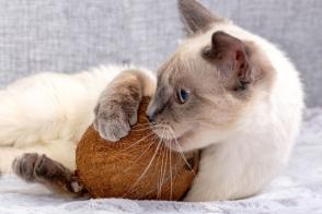 Dầu dừa có an toàn cho mèo không?