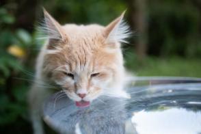 Dấu hiệu và cách điều trị tình trạng mất nước ở mèo