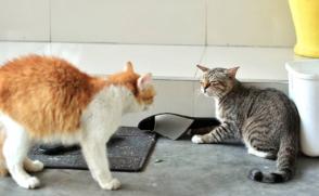 Giảm căng thẳng giữa những con mèo trong nhà