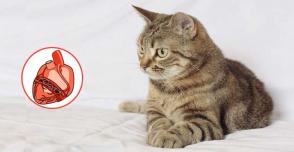 Triệu chứng bệnh giun tim ở mèo và cách điều trị