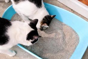 Hai con mèo có sử dụng cùng một khay vệ sinh không?