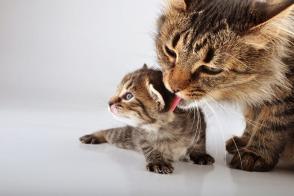 Hành vi của mèo mẹ – 6 hành vi cần chú ý