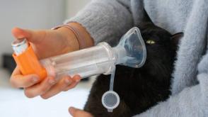 Bệnh hen suyễn ở mèo: Triệu chứng và phương pháp điều trị