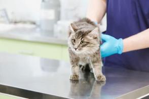 Hiệu ứng somogyi ở mèo mắc bệnh tiểu đường là gì?