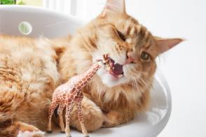 Mèo hay ăn bậy – Hội chứng pica ở mèo?