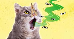 Hôi miệng ở mèo: Nguyên nhân gây hôi miệng ở mèo?