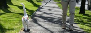 Làm thế nào để huấn luyện mèo đi dạo cùng dây xích?
