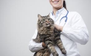 Khi nào nên đưa mèo già đến bác sĩ thú y?