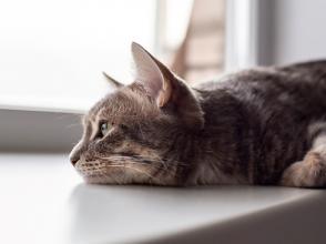 Làm thế nào để biết mèo đang buồn chán?