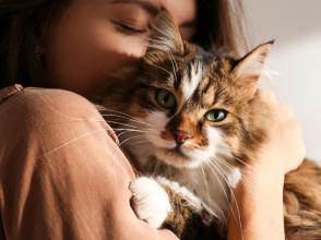 Làm thế nào để chăm sóc mèo con và mèo trưởng thành?
