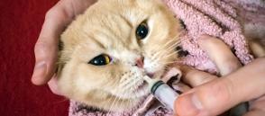 Làm thế nào để cho mèo uống thuốc?