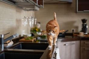 Làm thế nào để ngăn mèo lên kệ bếp?