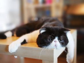 Làm thế nào phát hiện căng thẳng ở mèo?