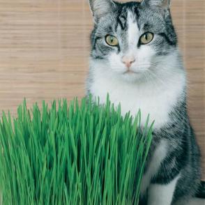 Lợi ích của cỏ mèo là gì?