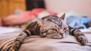 10 lời khuyên giúp mèo không bị nhàm chán