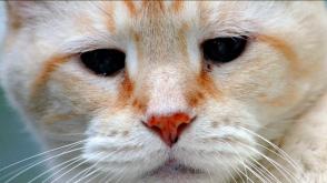 Mèo bị chảy nước mắt: Nguyên nhân và cách điều trị