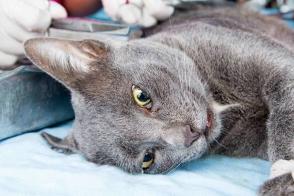 Triệu chứng mèo bị dại & quá trình điều trị