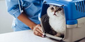 Mèo căng thẳng trước khi đi khám thú y và giải pháp