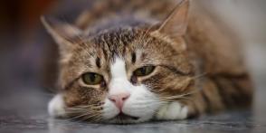 Mèo có bị trầm cảm không? Làm thế nào để biết