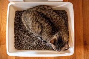 Mèo có ngủ trong khay vệ sinh không? Nguyên nhân và phòng ngừa