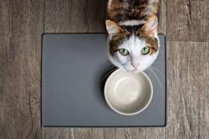 Mèo có thể nhịn đói bao nhiêu ngày?