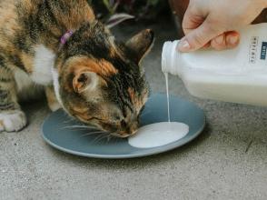 Mèo có uống sữa Kefir không?