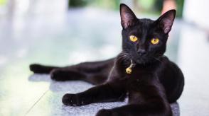 Mèo đen có thực sự mang lại xui xẻo?