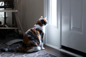 Mèo ở nhà một mình được bao nhiêu ngày?
