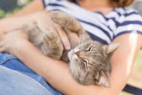 Làm thế nào để mèo quen với được ôm?
