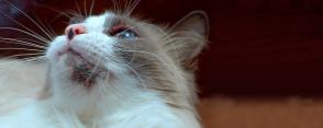 Mụn ở mèo: Triệu chứng, nguyên nhân và cách điều trị