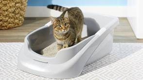 Khay cát vệ sinh mèo: Nên đặt khay cát cho mèo ở đâu?