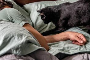 Cách ngăn mèo đánh thức bạn vào ban đêm