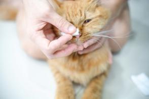 Nghẹt mũi ở mèo: Nguyên nhân và cách điều trị