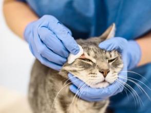 Bệnh nhiễm nấm ở mèo và cách điều trị | Mẹo quan trọng