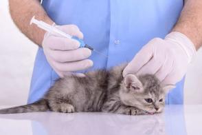 Những loại vắc xin cho mèo con? Lịch tiêm phòng cho mèo con