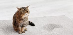Nước tiểu của mèo có mùi là dấu hiệu của bệnh gì?