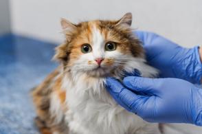 Triệu chứng và quy trình điều trị mèo dại