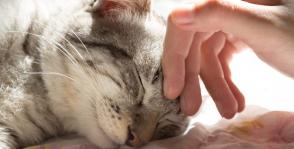 Rối loạn nhận thức ở mèo và cách phòng ngừa