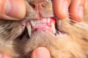 Rụng răng ở mèo và cách chăm sóc răng miệng chi tiết